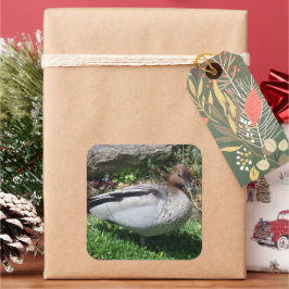 Australian Wood Duck in Tranquil Garden スクエアシール