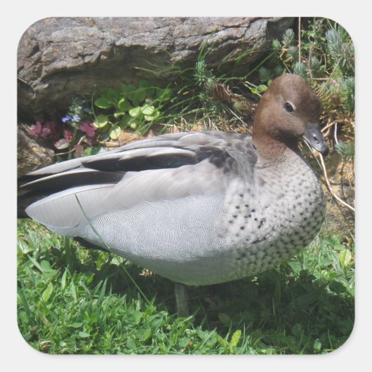 Australian Wood Duck in Tranquil Garden スクエアシール (正面)
