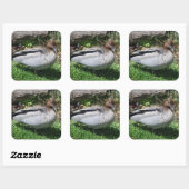 Australian Wood Duck in Tranquil Garden スクエアシール (シート)
