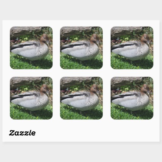 Australian Wood Duck in Tranquil Garden スクエアシール (シート)