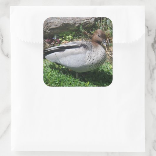 Australian Wood Duck in Tranquil Garden スクエアシール (バッグ)