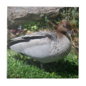 Australian Wood Duck in Tranquil Garden タイル (正面)
