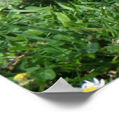 Australian Wood Duck in Tranquil Garden ポスター (角)