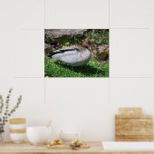 Australian Wood Duck in Tranquil Garden ポスター (キッチン)
