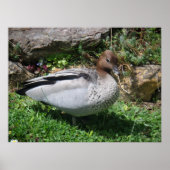 Australian Wood Duck in Tranquil Garden ポスター (正面)
