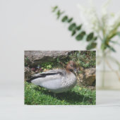 Australian Wood Duck in Tranquil Garden ポストカード (スタンド正面)