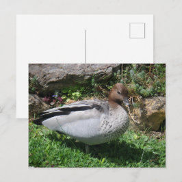 Australian Wood Duck in Tranquil Garden ポストカード