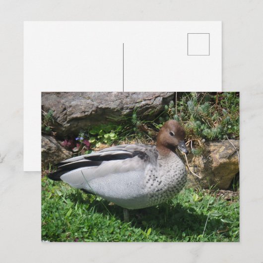 Australian Wood Duck in Tranquil Garden ポストカード (正面/裏面)