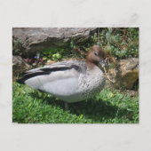 Australian Wood Duck in Tranquil Garden ポストカード (正面)