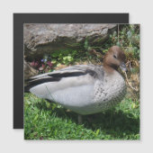 Australian Wood Duck in Tranquil Garden Magnet (正面/裏面)