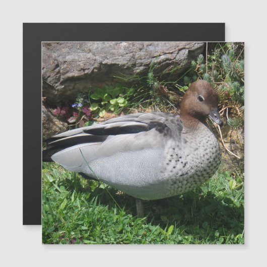 Australian Wood Duck in Tranquil Garden Magnet (正面/裏面)