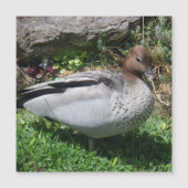 Australian Wood Duck in Tranquil Garden Magnet (正面)