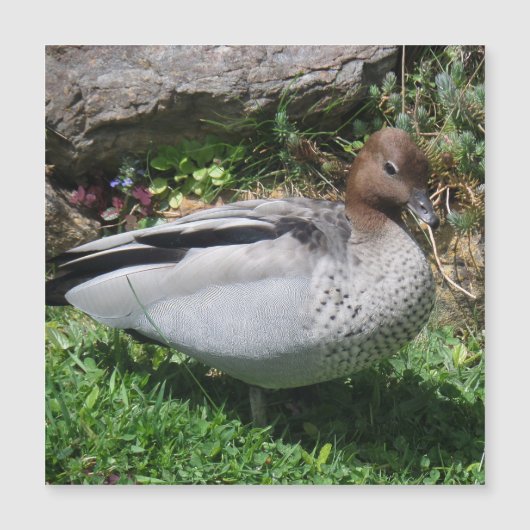 Australian Wood Duck in Tranquil Garden Magnet (正面)