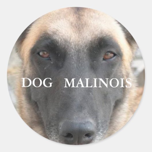 autocollant malinois ラウンドシール (正面)