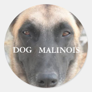 autocollant malinois ラウンドシール