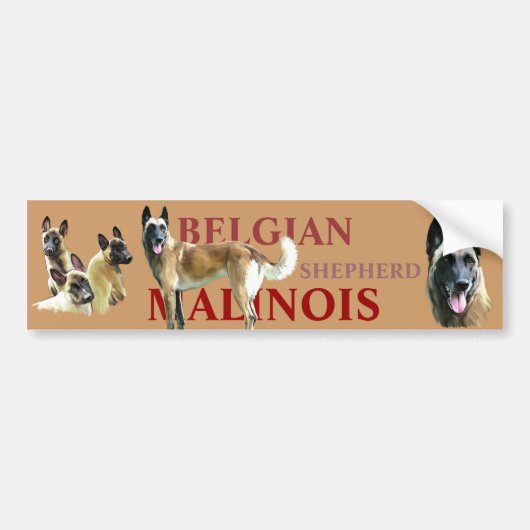 autocollant pour voiture belgian shepherd malinois バンパーステッカー (正面)