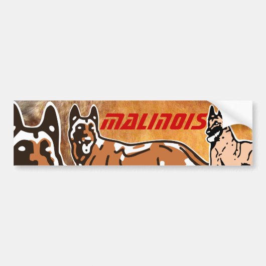 autocollant pour voiture malinois バンパーステッカー (正面)