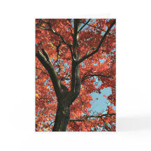 AUTUMN (カー空白のド)
