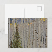 Autumn Aspen Groves | Colorado Rocky Mountains ポストカード (正面/裏面)