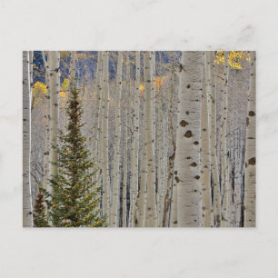 Autumn Aspen Groves   Colorado Rocky Mountains ポストカード