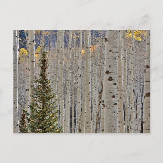 Autumn Aspen Groves | Colorado Rocky Mountains ポストカード (正面)