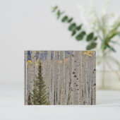 Autumn Aspen Groves | Colorado Rocky Mountains ポストカード (スタンド正面)