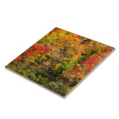 Autumn at Sims Pond North Carolina，ブルーリッジ タイル (側面)