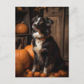 Autumn Border Collie and Pumpkins ポストカード (正面)