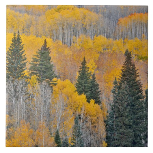 Autumn Colors on Aspen Groves タイル (正面)