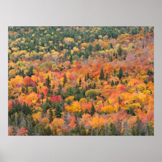 Autumn Foliage | Keweenaw Peninsula, Michigan ポスター (正面)
