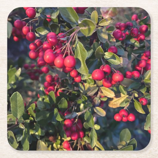 Autumn fruit スクエアペーパーコースター (正面)