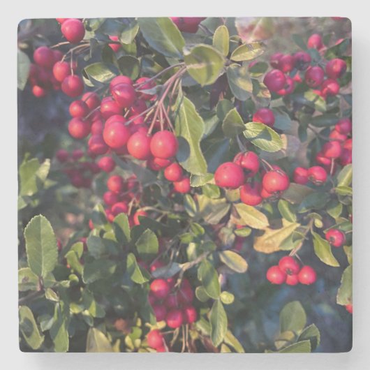 Autumn fruit ストーンコースター (正面)