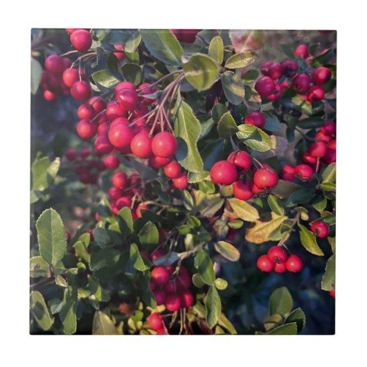 Autumn fruit タイル (正面)