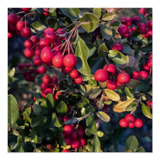 Autumn fruit ポスター (正面)