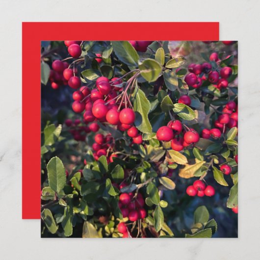 Autumn fruit 招待状 (正面/裏面)