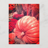 Autumn Harvest Postcard ポストカード (正面)