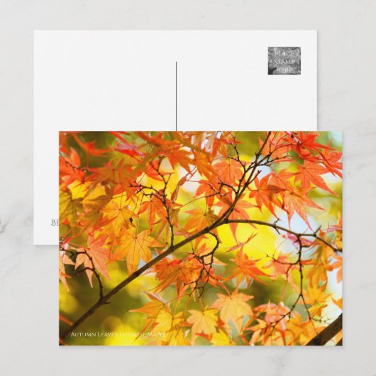 Autumn Leaves ポストカード (正面/裏面)