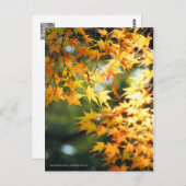 Autumn Leaves ポストカード (正面/裏面)