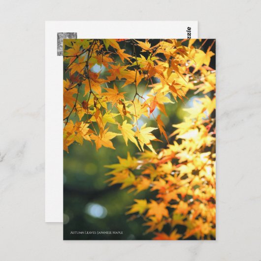 Autumn Leaves ポストカード (正面/裏面)