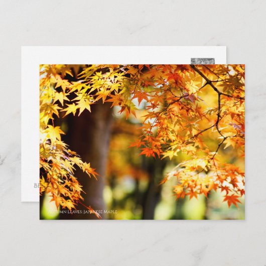 Autumn Leaves ポストカード (正面/裏面)