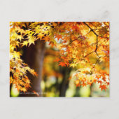 Autumn Leaves ポストカード (正面)