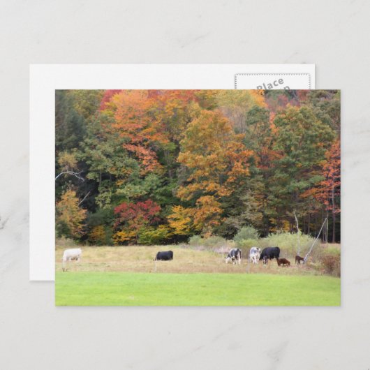 Autumn Leaves Cows Pasture Photography  ポストカード (正面/裏面)