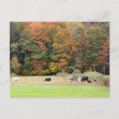 Autumn Leaves Cows Pasture Photography  ポストカード (正面)