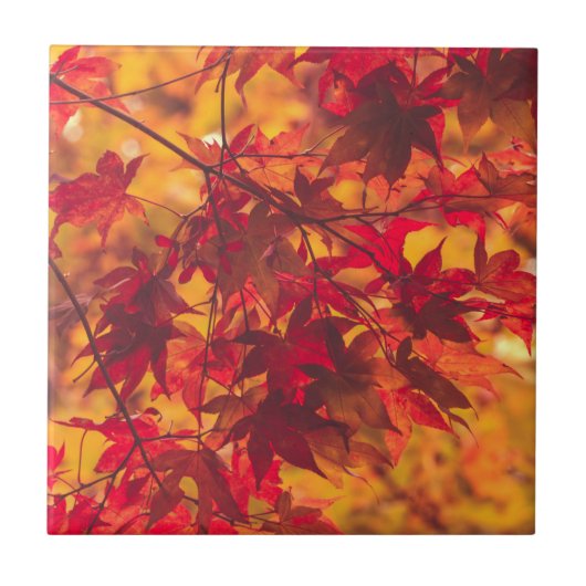 Autumn Leaves Fall Color Red Ceramic Tile タイル (正面)