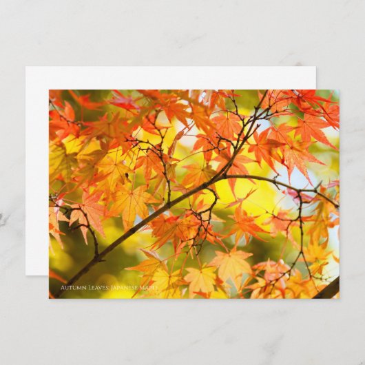 Autumn Leaves [Flat Card] 案内状 (正面/裏面)