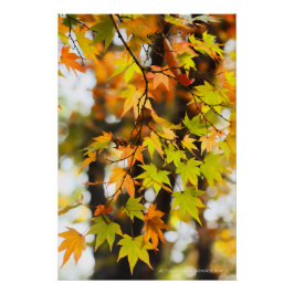 Autumn Leaves [Glossy Poster] ポスター