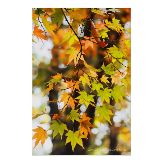 Autumn Leaves [Glossy Poster] ポスター (正面)