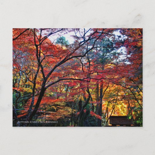 Autumn Leaves: Kourannkei [Postcard] ポストカード (正面)