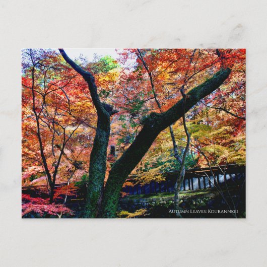Autumn Leaves: Kourannkei [Postcard] ポストカード (正面)