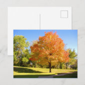 Autumn Maple 2004写真/マーク・エドワード・ウェスターフィールド ポストカード (正面/裏面)